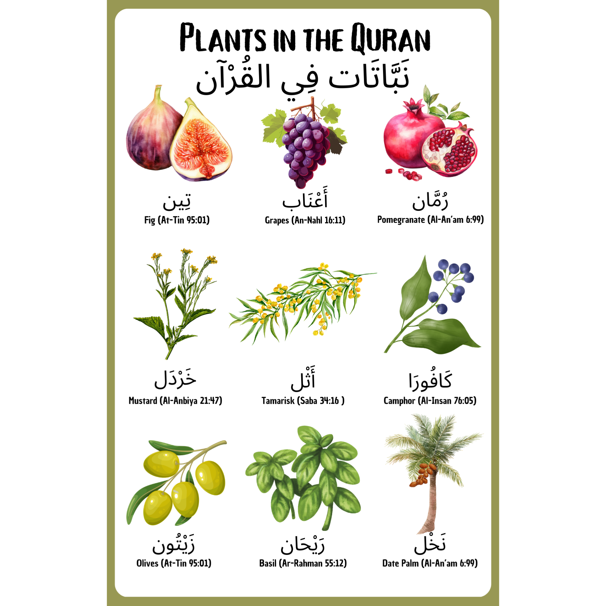 Plants in the Quran Poster Set
